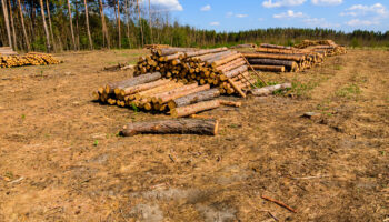 Штраф за незаконную вырубку леса