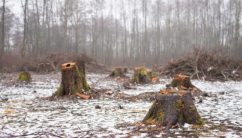 Штраф за вырубку деревьев в лесу