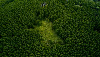Акт обследования лесных участков